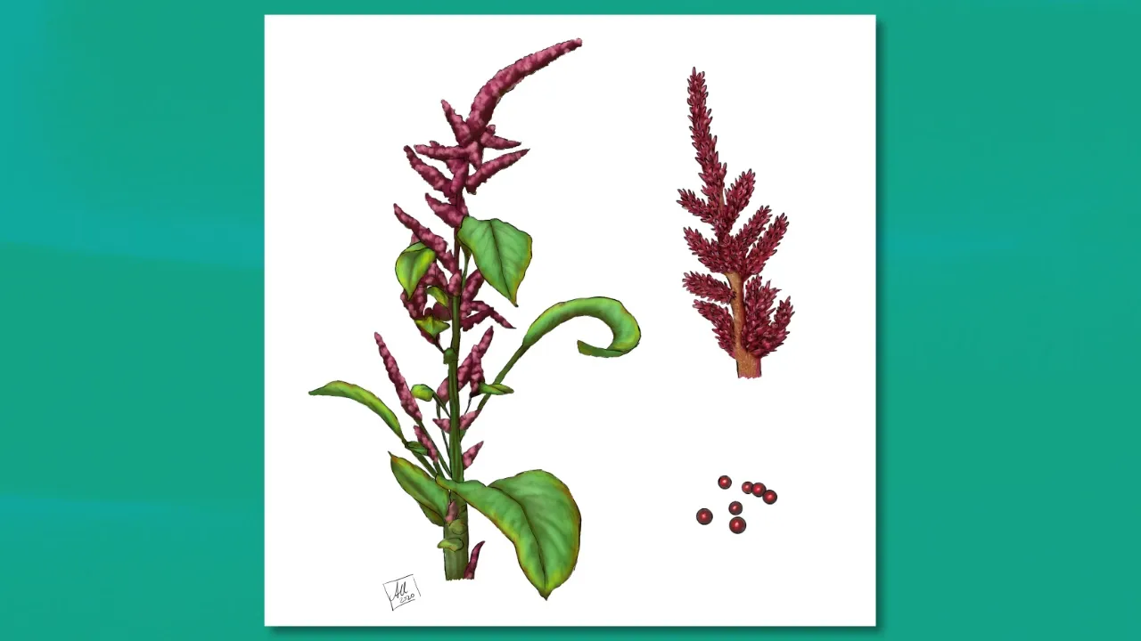 An illustration of amaranth, including its stalk and flowers, illustrated by Anna Urbanek.