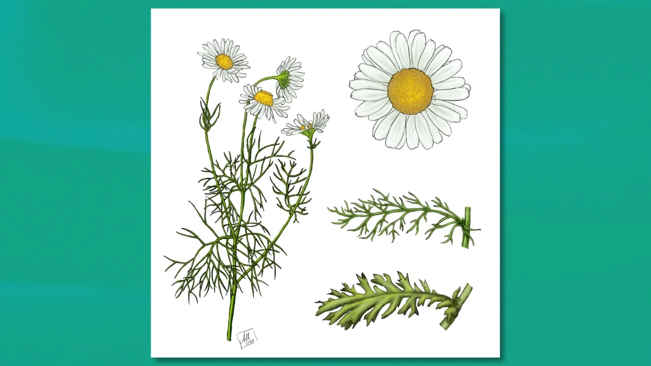 An illustration of chamomile, including its leaves and flowers, illustrated by Anna Urbanek.