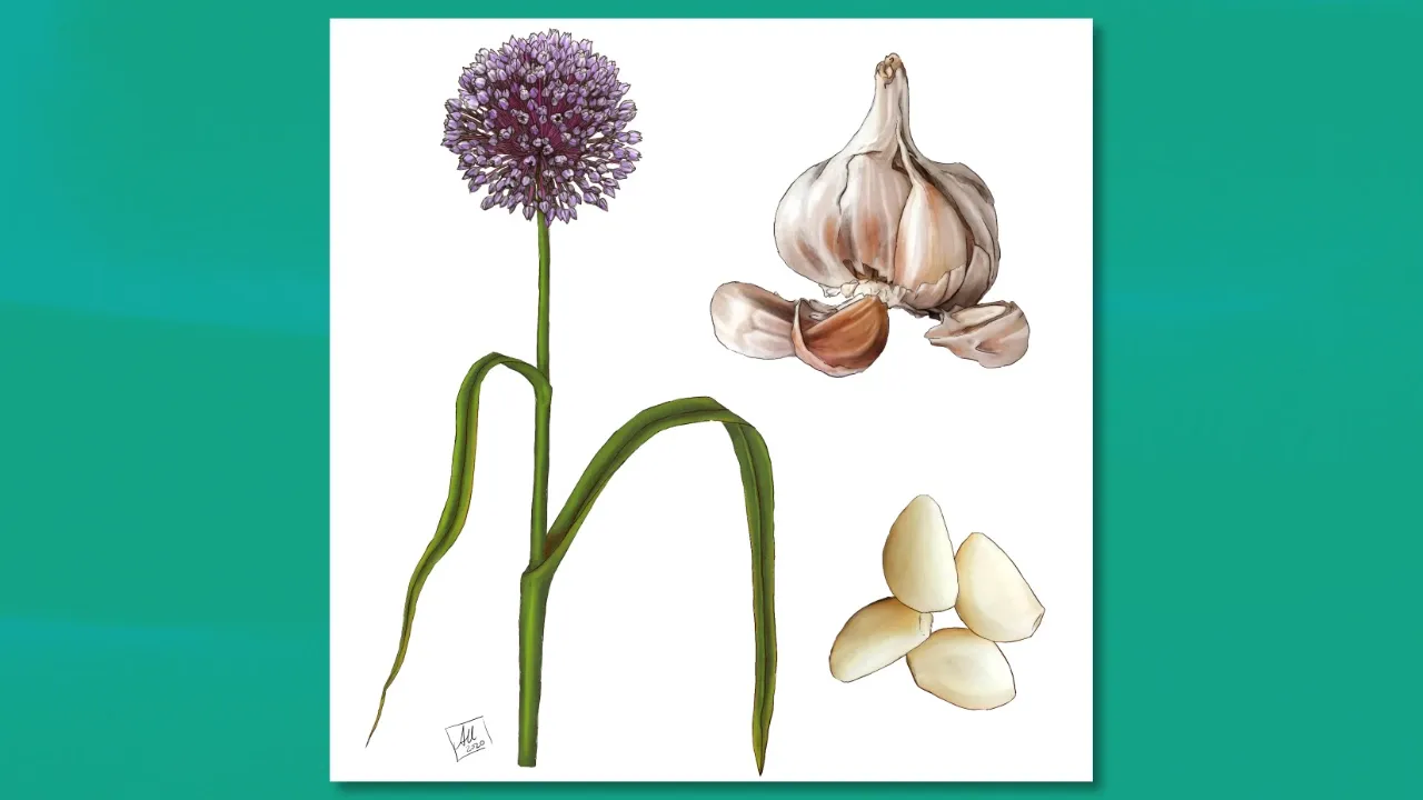 An illustration of garlic, including its flower and bulb, illustrated by Anna Urbanek.