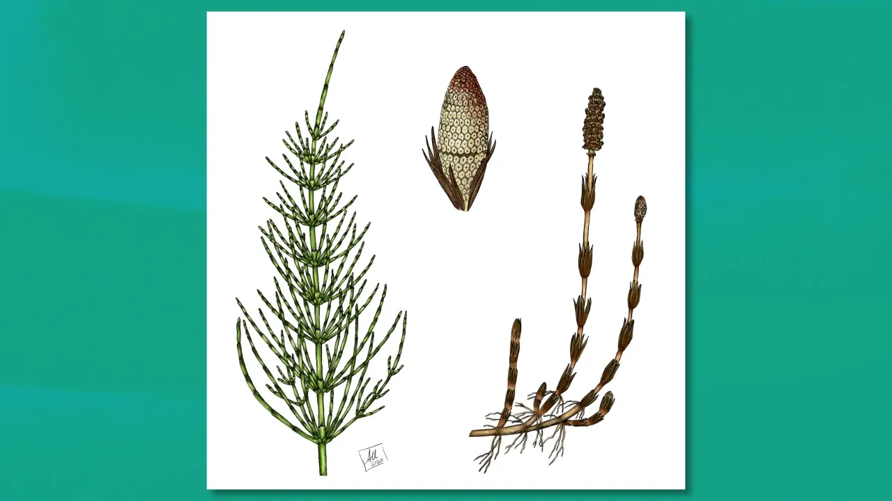 An illustration of horsetail, including its stalks and shoots, illustrated by Anna Urbanek.