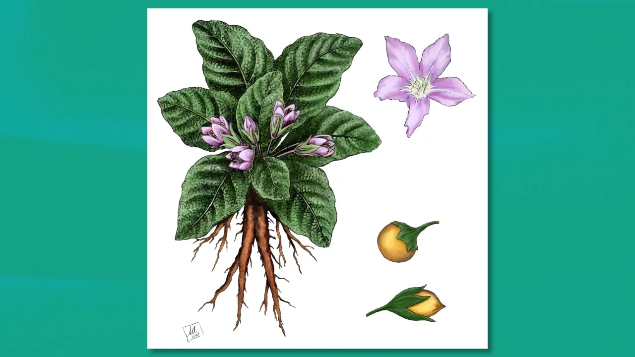 An illustration of mandrake, including its flowers and roots, illustrated by Anna Urbanek.