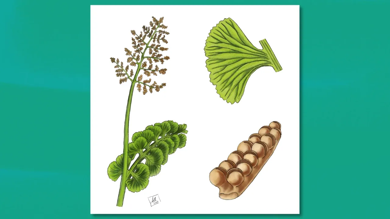 An illustration of moonwort, including its leaves and fronds, illustrated by Anna Urbanek.