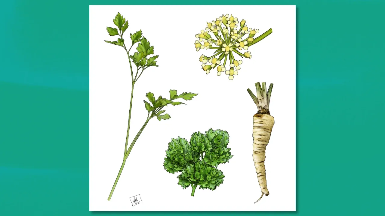 An illustration of parsley, including its leaves and roots, illustrated by Anna Urbanek.