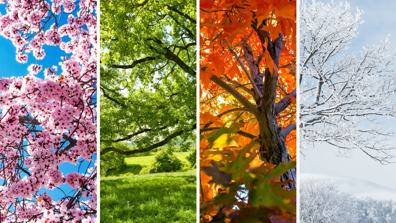 Four seasons as depicted by changes in trees.