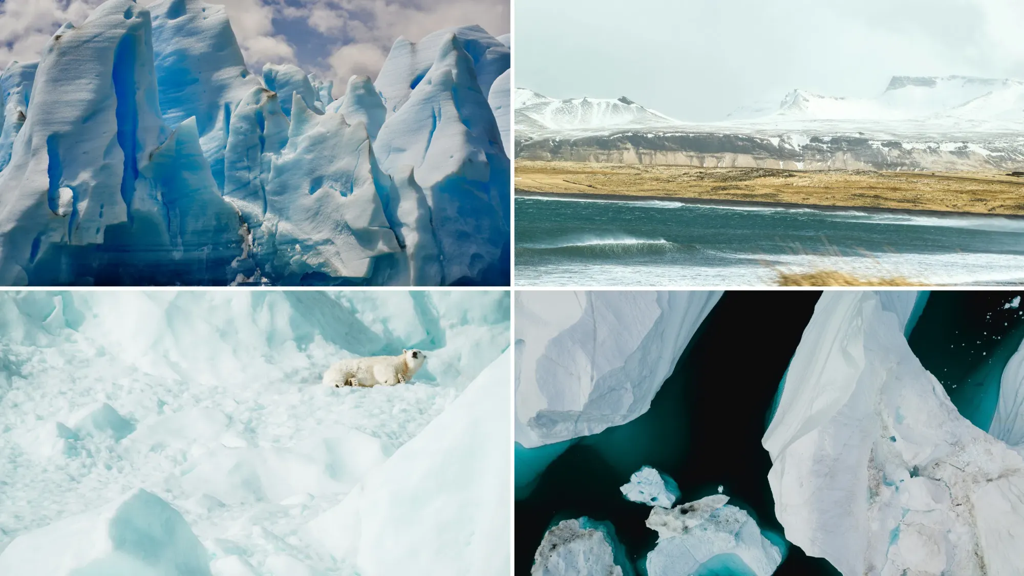 Collage of images from various arctic regions, featuring icebergs, a windy polar coast, and a polar bear.